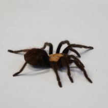 amula goudrompvogelspin1 01-05-26.JPG
