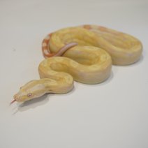 boa constrictor albino motley1 01-05-26.JPG