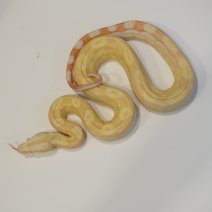 boa constrictor albino motley2 01-05-26.JPG