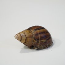 agaatslak albino1 01-05-26.JPG