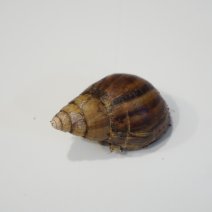 agaatslak albino2 01-05-26.JPG