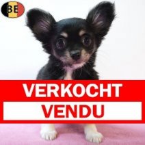 Chihuahua 260226 F(BE1237) 290426 Verkocht - Vendu.jpg