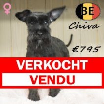 Schnoodle Chiva 011125 F(BE6002) 180426 Verkocht - Vendu.jpg