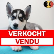 Husky 270126 M(BE5994) 010426 Verkocht - Vendu.jpg