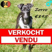 Italiaanse Windhond Zorro 181025 M(BE4971) 290426 Verkocht - Vendu.jpg