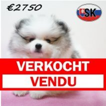 Keesje 291225 F (SK4256) 240426 Verkocht - Vendu.jpg