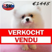 Keesje 291225 F (SK4257) 240426 Verkocht - Vendu.jpg