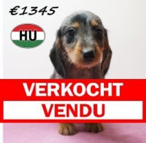 Teckel ruwhaar 281225 F (HU2576) 240426 Verkocht - Vendu.jpg