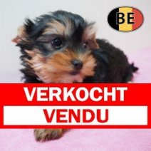 Yorrkshire terrier 180226 F (BE3991) 150426 Verkocht - Vendu.jpg