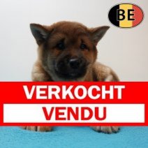 Shiba Inu 100226 M (BE6016) 100426 Verkocht - Vendu.jpg