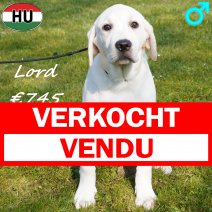 Labrador Lord 091025 M(HU8574) 210326 verkocht - vendu.jpg