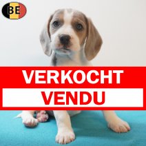 Beagle 170226 M(BE6415) 180426 verkocht - vendu.jpg