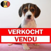 Beagle 170226 F(BE6362) 180426 Verkocht - Vendu.jpg