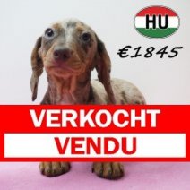 Teckel 281225 F (HU2542) 240426 Verkocht - Vendu.jpg