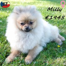 Keesje Milly 12-11-25 F(CZ5826) 03-05-26.jpg