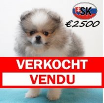 Keesje 291225 F (SK4254) 240426 Verkocht - Vendu.jpg