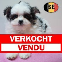 Maltipom °220226 F (BE6112) 240426 Verkocht - Vendu.jpg