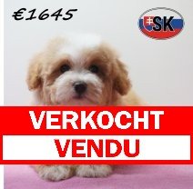 Maltipoo 241225 F (SK1130) 240426 verkocht - vendu.jpg