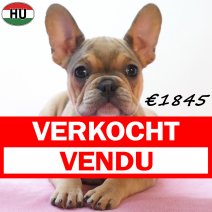 Franse Bulldog 261225 F(HU8803) 150426 verkocht - vendu.jpg