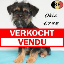 Yorkinese (York X Pekingees) 111225 M(BE6003) 120426 verkocht - vendu.jpg