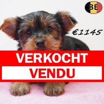 Yorkshire Terrier 240126 F(BE5989) 250326 verkocht - vendu.jpg