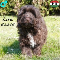 Cockapoo Lux 081125 M(BE8725) 230326..jpg