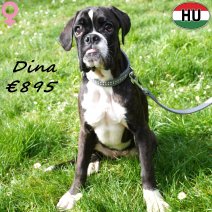 Boxer Dina 041025 F(HU7611) 120426..jpg