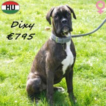 Boxer Dixy 041025 F(HU7612) 120426..jpg
