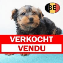 Yorrkshire terrier 150226 M (BE8070) 150426 Verkocht - Vendu.jpg