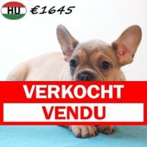 Franse Bulldog 261225 M(HU8802) 150426 Verkocht - Vendu.jpg