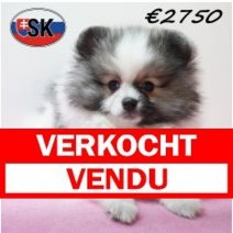 Keesje 291225 F (SK4244) 240426 Verkocht - Vendu.jpg