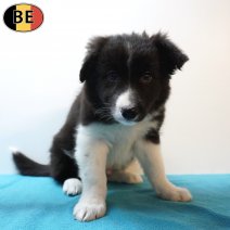 Border Collie 08-03-26 M(BE6626) 06-05-26.jpg