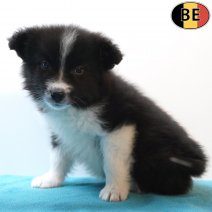 Border Collie 08-03-26 M(BE6630) 06-05-26.jpg