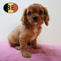 Cavalier King Charles 05-03-26 F (BE1741) 06-05-26.JPG