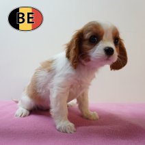Cavalier King Charles 05-03-26 F (BE3378) 06-05-26.JPG