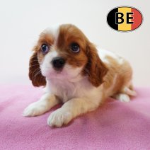 Cavalier King Charles 05-03-26 F (BE9434) 06-05-26.JPG