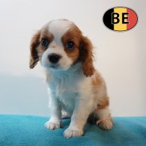 Cavalier King Charles 05-03-26 M (BE0658) 06-05-26.JPG