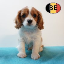 Cavalier King Charles 05-03-26 M (BE3001) 06-05-26.JPG