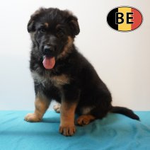 Duitse Herder 08-03-26 M (BE7596) 06-05-26.JPG