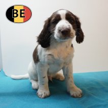 Springer Spaniel 09-03-26 M (BE6368) 06-05-26.JPG
