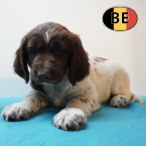 Springer Spaniel 09-03-26 M (BE6378) 06-05-26.JPG