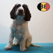 Springer Spaniel 09-03-26 M (BE6422) 06-05-26.JPG