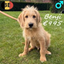Labradoodle Benji 301225 M(BE4205) 030426..jpg