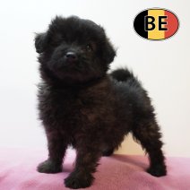 Pomapoo 25-02-26 F (BE4025) 06-05-26.JPG