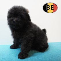 Pomapoo 25-02-26 M (BE3928) 06-05-26.JPG