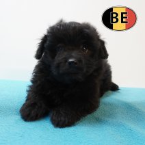 Pomapoo 25-02-26 M (BE3972) 06-05-26.JPG