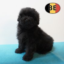 Pomapoo 25-02-26 M (BE4017) 06-05-26.JPG