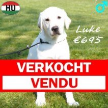 Labrador Luke 091025 M(HU8605) 210326 Verkocht - Vendu.jpg