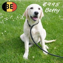 Labrador Betty 031225 F(BE4474) 08-05-2026.JPG