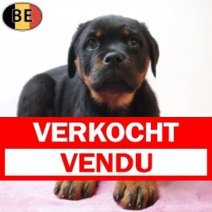 Rottweiler 190226 F(BE6343) 010526 Verkocht - Vendu.jpg